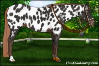 Horse Color:Liver Chestnut Appaloosa