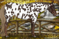 Horse Color:Liver Chestnut Appaloosa