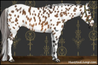Horse Color:Buckskin Leopard 
