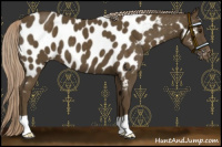 Horse Color:Chocolate Palomino Near Leopard 