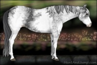 Horse Color:White Spotted Black