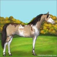 Horse Color:Buckskin Dun Sabino 