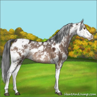 Horse Color:Brown Dun Sabino