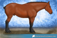 Horse Color:Bay 