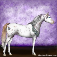 Horse Color:Chestnut Splash Tobiano Appaloosa