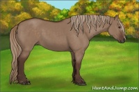Horse Color:Liver Red Dun 