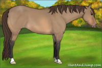 Horse Color:Bay Dun Varnish 