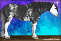Horse Color:White Spotted Black Splash