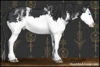 Horse Color:White Spotted Black Splash