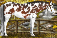 Horse Color:Brown Splash Appaloosa 