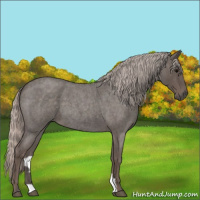 Horse Color:Silver Blue Roan 