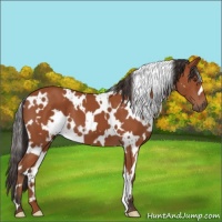 Horse Color:White Spotted Brown 