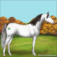 Horse Color:Bay Splash Appaloosa 