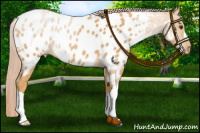 Horse Color:Palomino Roan Blanket 
