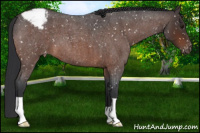 Horse Color:Bay Roan Snowflake Varnish