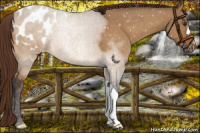 Horse Color:Buckskin Roan Dun Appaloosa 