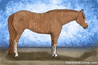 Horse Color:Chestnut  and Chestnut 