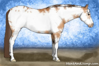 Horse Color:White Spotted Buckskin Sabino Frame Appaloosa Rabicano