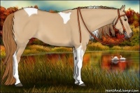 Horse Color:Red Dun Tobiano 
