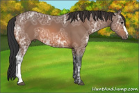 Horse Color:Bay Ice 