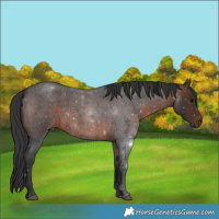 Horse Color:Brown Roan 