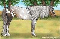 Horse Color:White Spotted Chocolate Palomino 