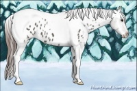 Horse Color:Grullo Tobiano Appaloosa