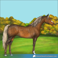 Horse Color:Chocolate Palomino 