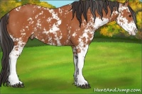 Horse Color:Bay Sabino 