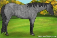 Horse Color:Blue Roan 