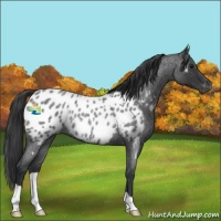 Horse Color:Blue Roan Appaloosa Rabicano 