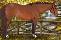 Horse Color:Chocolate Brown Rabicano 