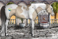 Horse Color:Buckskin Dun Splash Tobiano 