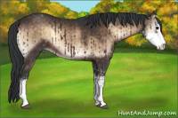 Horse Color:Brown Onyx Sabino 