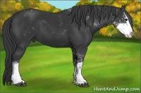 Horse Color:Black Sabino