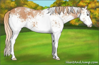 Horse Color:White Spotted Chestnut Splash 