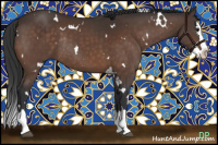 Horse Color:White Spotted Bay Splash Rabicano