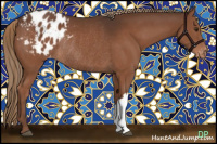 Horse Color:Liver Chestnut Appaloosa Rabicano