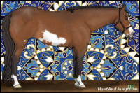 Horse Color:Buckskin Frame 