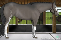 Horse Color:White Spotted Black Sabino Rabicano