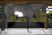 Horse Color:Black Frame Rabicano