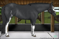 Horse Color:White Spotted Black Rabicano 