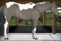 Horse Color:Grullo Tobiano Rabicano 