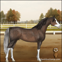 Horse Color:Liver Chestnut Splash 