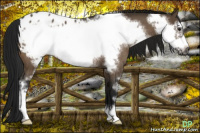 Horse Color:Gray Bay Dun Sabino Frame Appaloosa Rabicano 