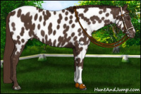 Horse Color:Liver Chestnut Near Leopard