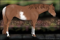 Horse Color:White Spotted Chestnut Sabino 