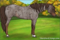Horse Color:Liver Red Roan 