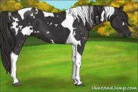 Horse Color:White Spotted Liver Chestnut Tobiano 