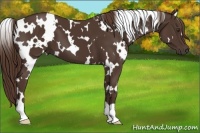 Horse Color:White Spotted Liver Chestnut 